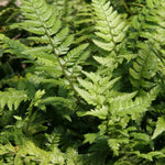 Load image into Gallery viewer, Fern, Korean Rock #1
