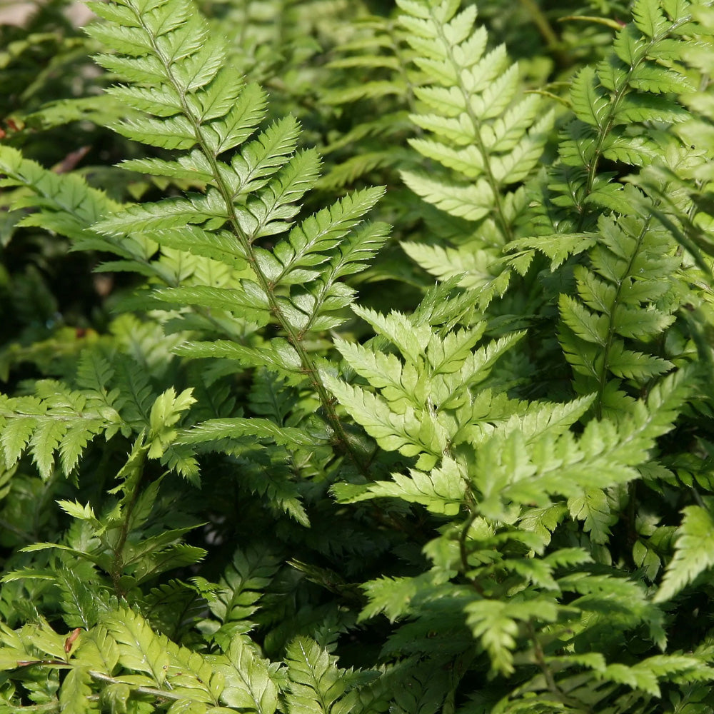 Fern, Korean Rock #1
