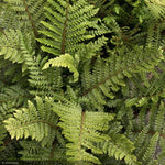 Load image into Gallery viewer, Fern, Tassel #1