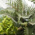 Load image into Gallery viewer, Fern, Tassel #1