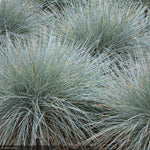 Load image into Gallery viewer, Fescue Grass, Elijah Blue Qt