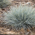 Load image into Gallery viewer, Fescue Grass, Elijah Blue Qt