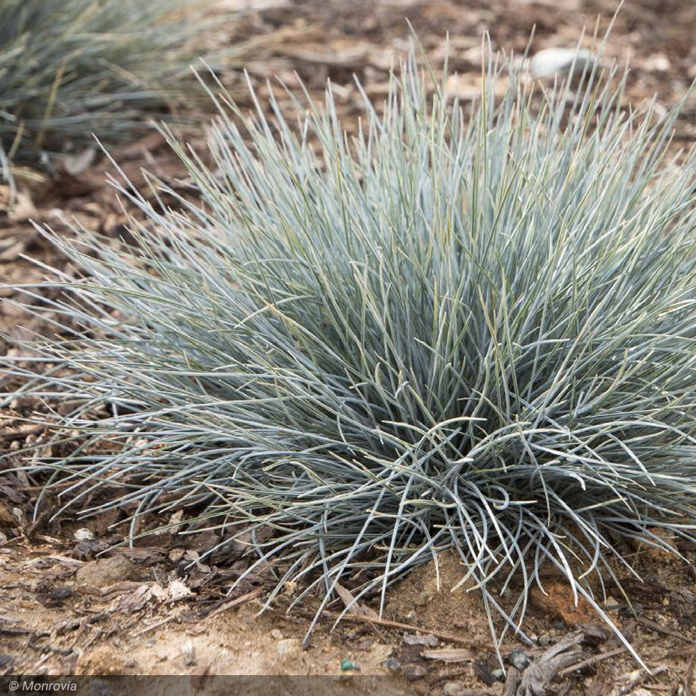 Fescue Grass, Elijah Blue Qt