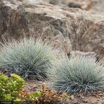 Load image into Gallery viewer, Fescue Grass, Elijah Blue Qt
