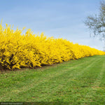 Load image into Gallery viewer, Forsythia, Lynwood Gold #3