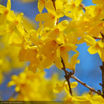 Load image into Gallery viewer, Forsythia, Lynwood Gold #3