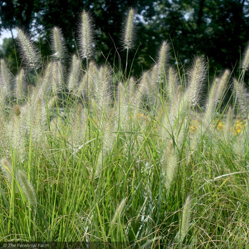 Fountain Grass, Cassian #1