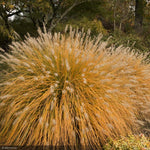 Load image into Gallery viewer, Fountain Grass, Hameln #1