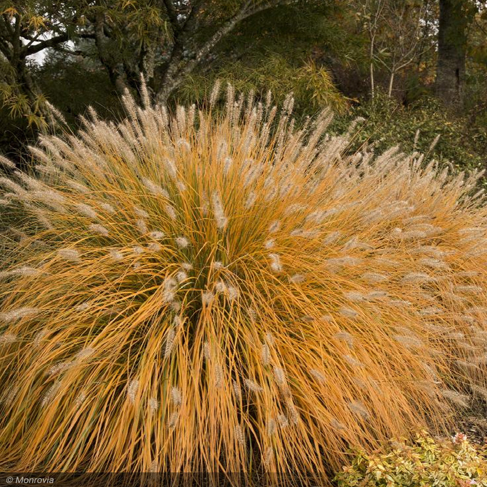 Fountain Grass, Hameln #1