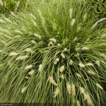 Load image into Gallery viewer, Fountain Grass, Hameln #2