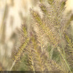 Load image into Gallery viewer, Fountain Grass, Little Bunny #1