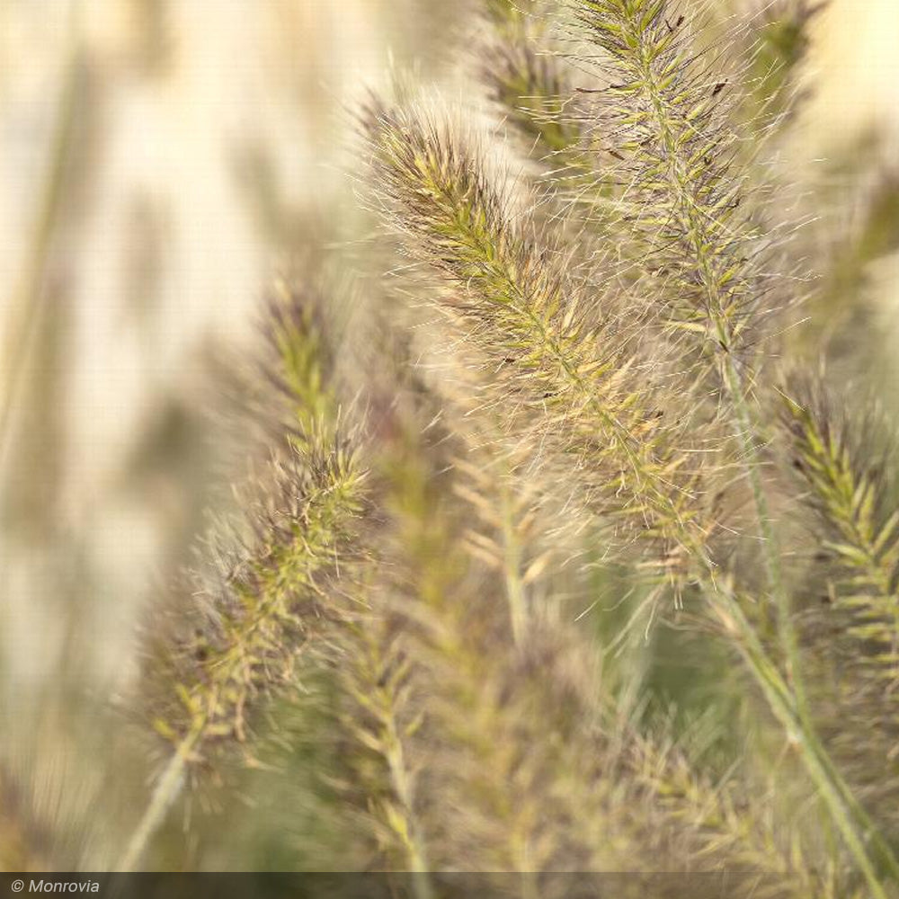 Fountain Grass, Little Bunny #1