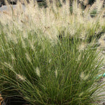 Load image into Gallery viewer, Fountain Grass, Piglet #1