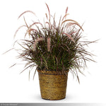 Load image into Gallery viewer, Fountain Grass, Rubrum #1