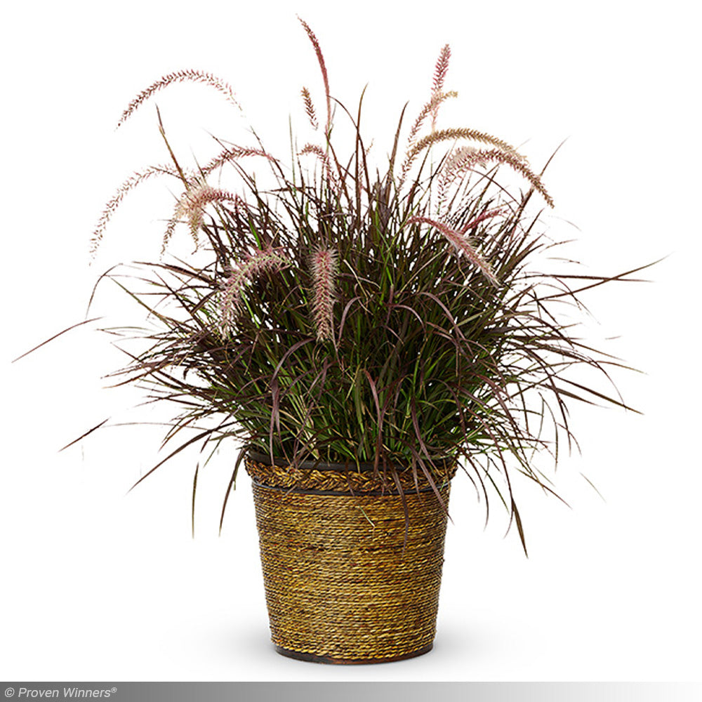 Fountain Grass, Rubrum #1