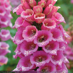 Load image into Gallery viewer, Foxglove, Candy Mountain #2