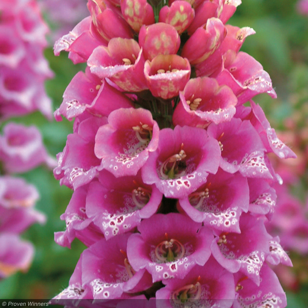Foxglove, Candy Mountain #2
