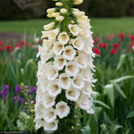 Load image into Gallery viewer, Foxglove, Candy Mountain, White #1