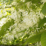 Load image into Gallery viewer, Fringe Tree, White #15