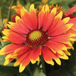 Load image into Gallery viewer, Gaillardia, Arizona Sun #1