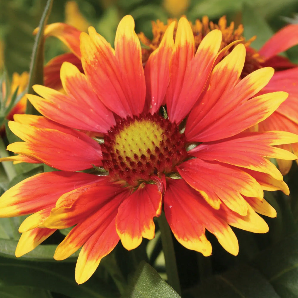 Gaillardia, Arizona Sun qt – Greenwood Creek Nursery