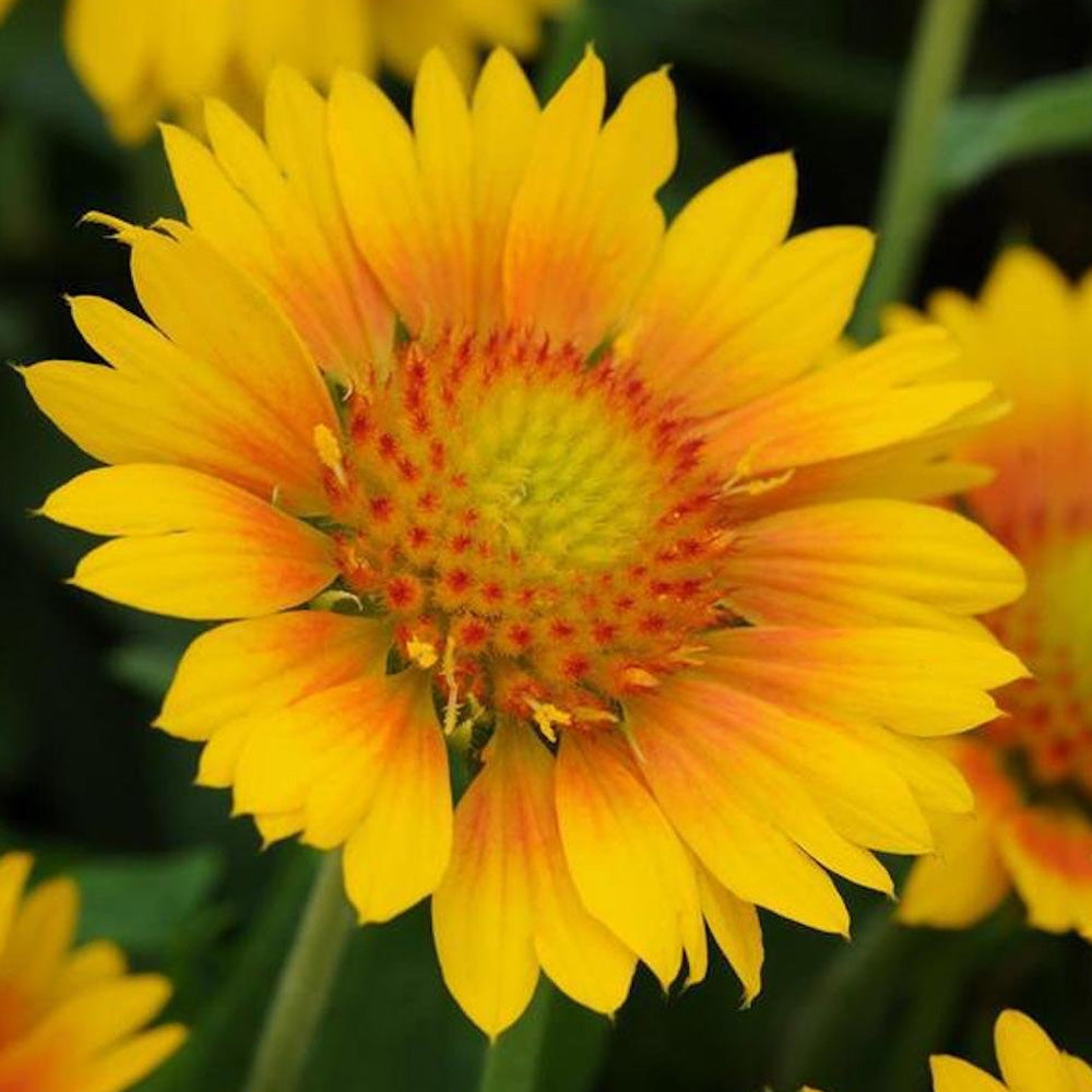Gaillardia, Mesa Peach #1