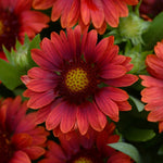 Load image into Gallery viewer, Gaillardia, Mesa Red #1