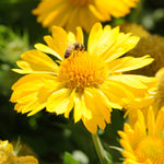 Load image into Gallery viewer, Gaillardia, Mesa Yellow #1