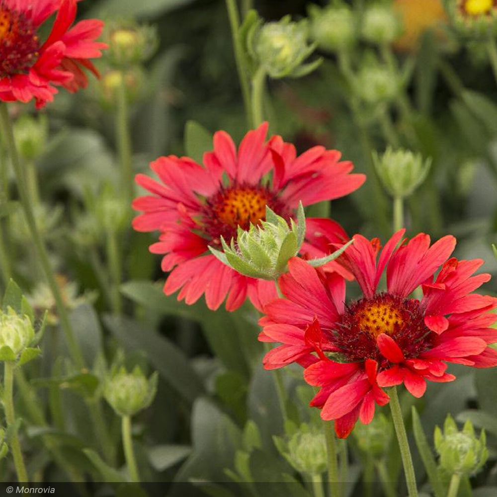 Gaillardia, Sunset Celebration #1