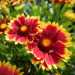 Load image into Gallery viewer, Gaillardia, Sunset Cutie #1