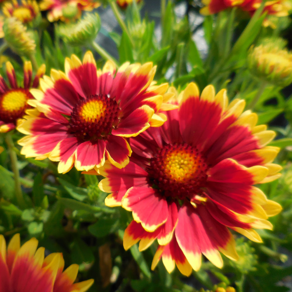 Gaillardia, Sunset Cutie #1