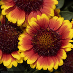 Load image into Gallery viewer, Gaillardia, Yellow Red Ring #1