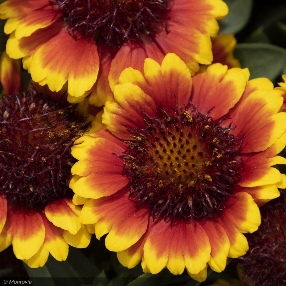 Gaillardia, Yellow Red Ring #1