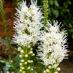 Load image into Gallery viewer, Gay Feather, Floristan White #2