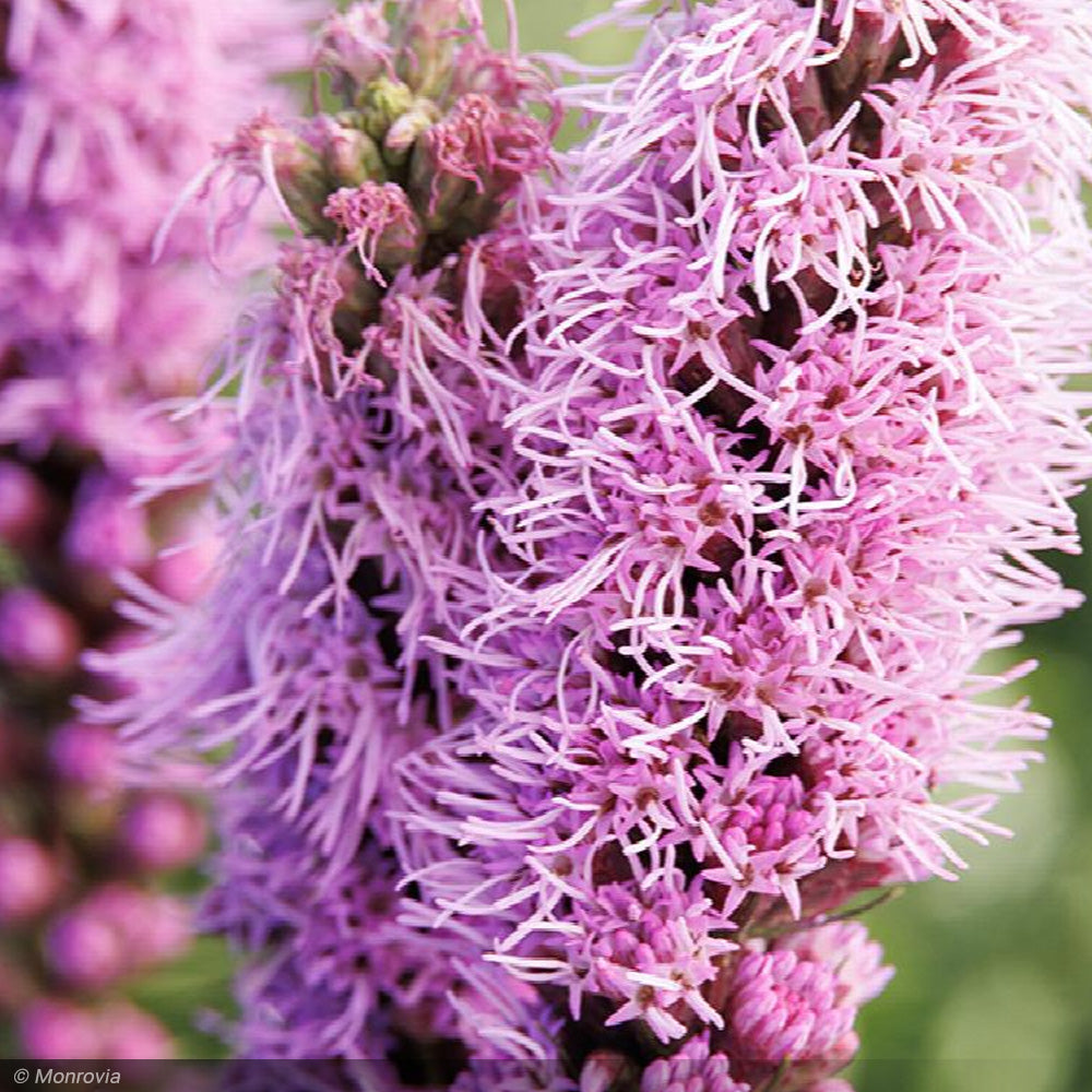 gay plants Gay Feather, Kobold Original #1 – Greenwood Creek Nursery
