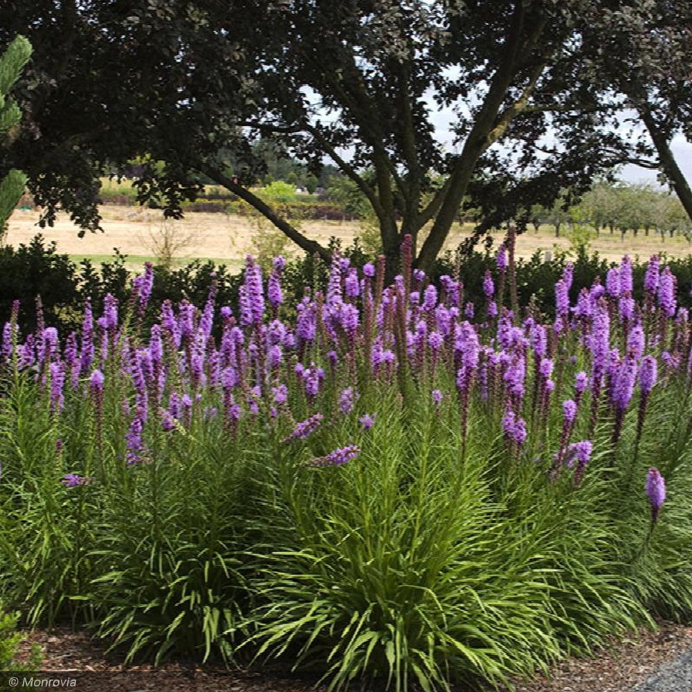 Gay Feather, Kobold Original #1 – Greenwood Creek Nursery