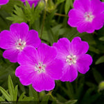 Load image into Gallery viewer, Geranium, Max Frei Qt