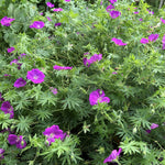Load image into Gallery viewer, Geranium, New Hampshire Purple #1