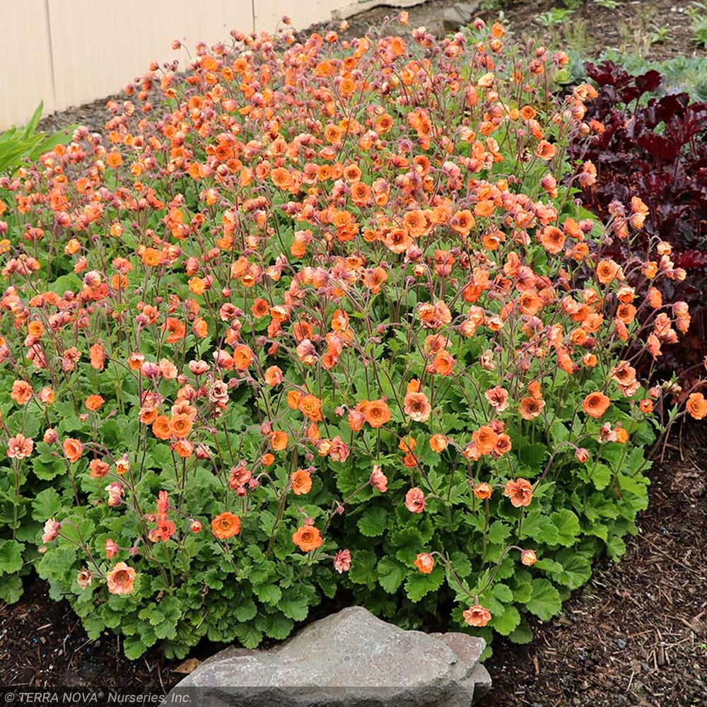 geum plant Geum Tempo Orange #1 – Greenwood Creek Nursery