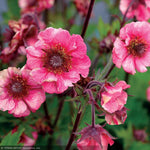 Load image into Gallery viewer, Geum Tempo Rose #1