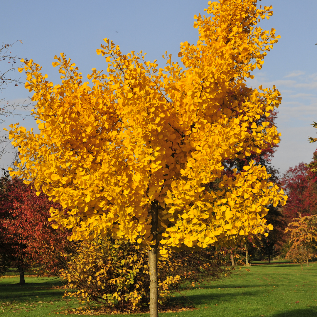 Ginkgo biloba ‘Autumn Gold’ #5
