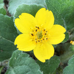 Load image into Gallery viewer, Golden Star, Superstar Qt