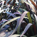 Load image into Gallery viewer, Annual, 4.5" Grass