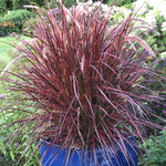 Load image into Gallery viewer, Annual, 4.5" Grass