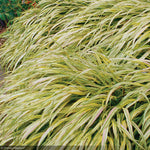 Load image into Gallery viewer, Hakone Grass, Aureola #1