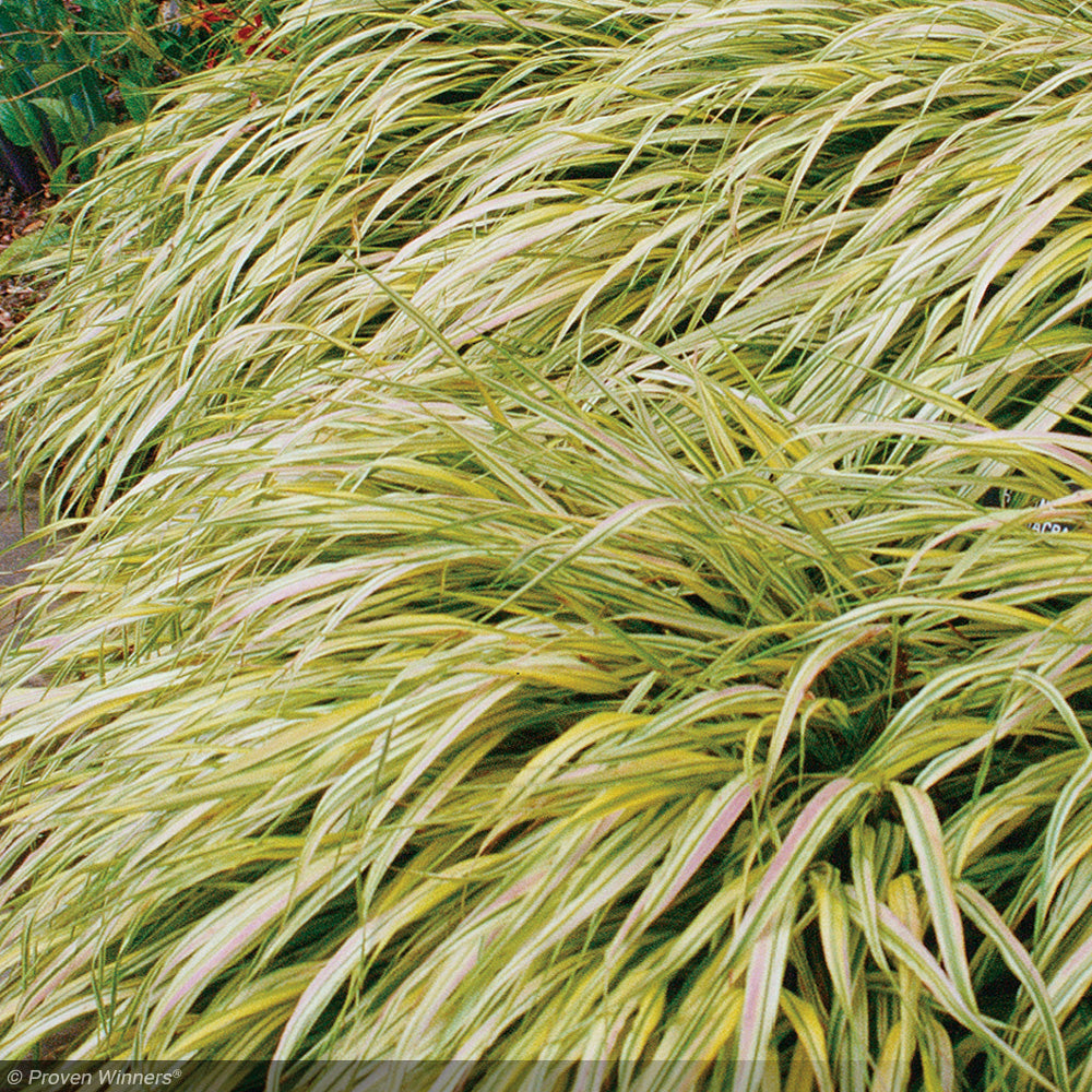 Hakone Grass, Aureola #1