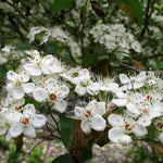 Load image into Gallery viewer, Hawthorn, Winter King #15