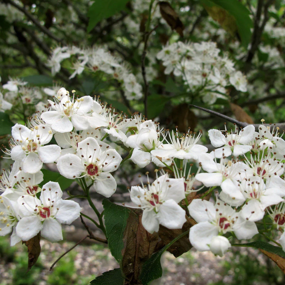 Hawthorn, Winter King #15