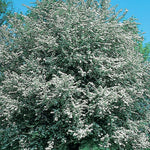 Load image into Gallery viewer, Hawthorn, Winter King #15