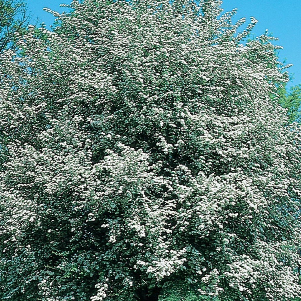 Hawthorn, Winter King #15